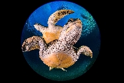 ../foto/ridottexsito/346_83_Planet Turtles.jpg